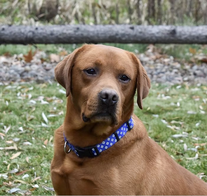 RSVP — COPPER MEADOW RETRIEVERS